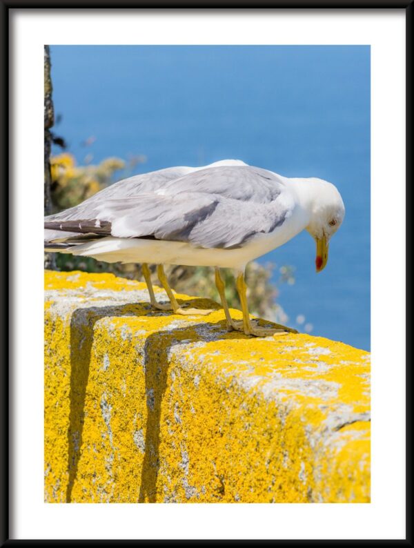 Affiche d'observation de mouette – Image 3