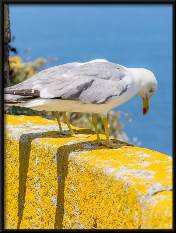 Affiche d'observation de mouette – Image 4