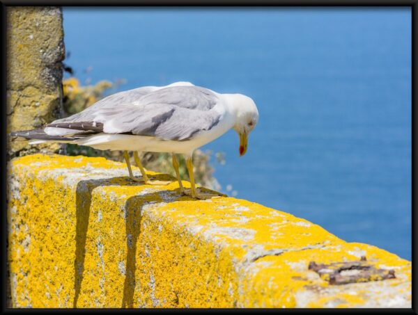 Affiche d'observation de mouette – Image 2