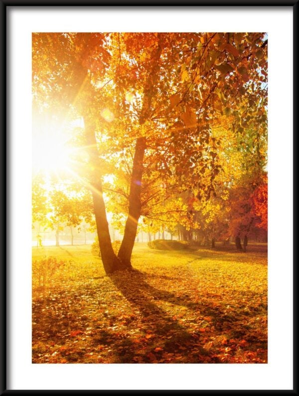 Affiche de soleil d'automne – Image 3