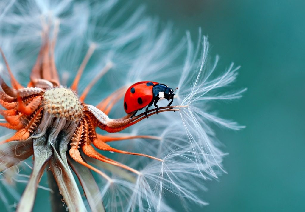 Peinture murale Coccinelle sur Pissenlit Tappy.fr