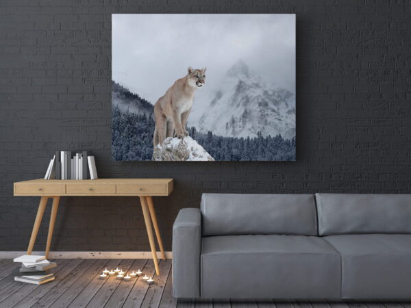 Image de Puma dans les montagnes – Image 3