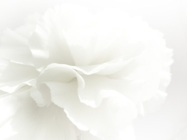 Papier peint Fleur blanche