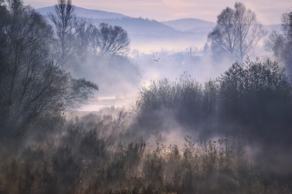 Papier peint Brouillard chaud de la forêt