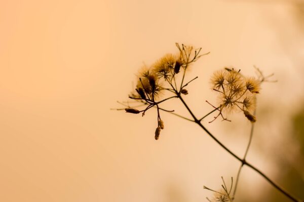 Papier peint Fleur d'été
