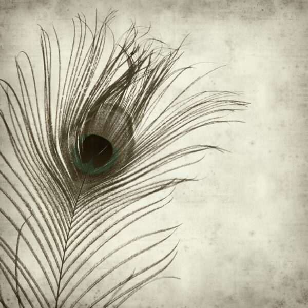 Papier peint Paon en gris