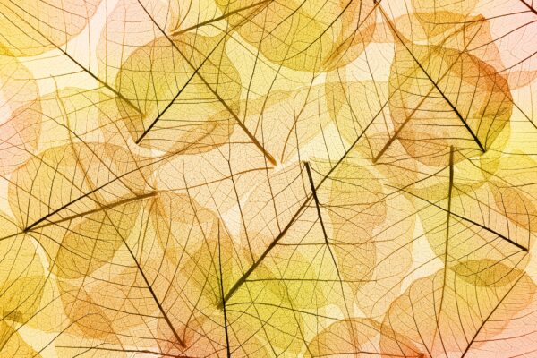 Papier peint Mur de feuilles colorées