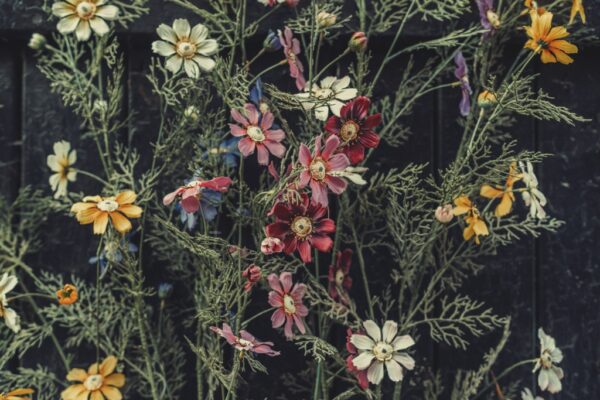 Papier peint Mur de fleurs de jardin