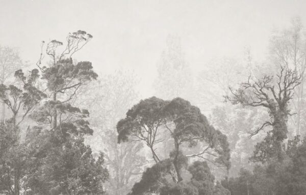 Papier peint Cime des arbres exotiques dans le brouillard