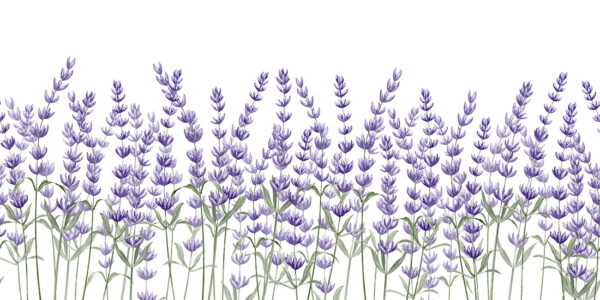 Papier peint Fleurs de lavande