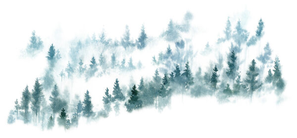 Papier peint Forêt de conifères brumeuse