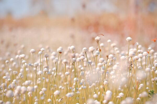 Papier peint Rêve de fleurs