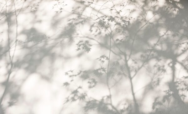 Papier peint Silence dans l'ombre