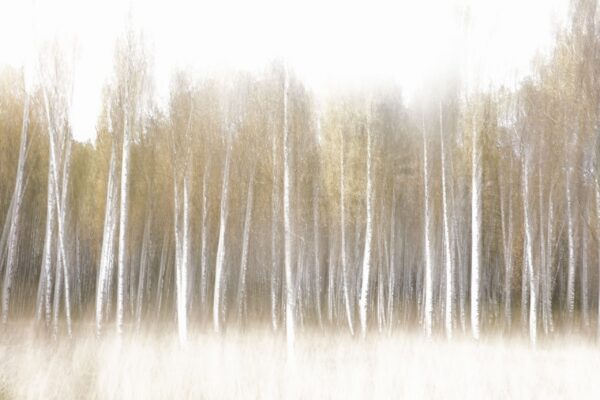 Papier peint Lueur de la forêt
