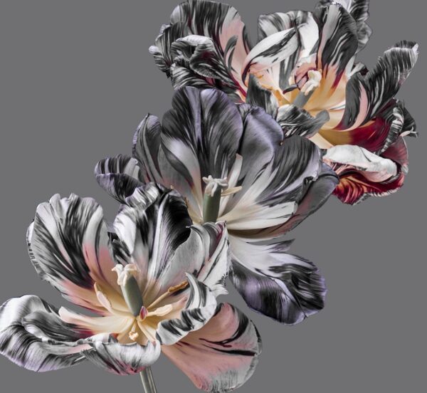 Papier peint Explosion de fleurs