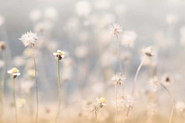 Papier peint Murmure de la prairie
