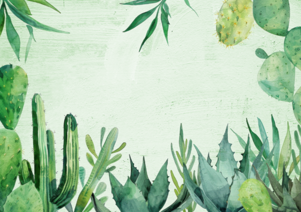 Papier peint Cactus dans le jardin vert