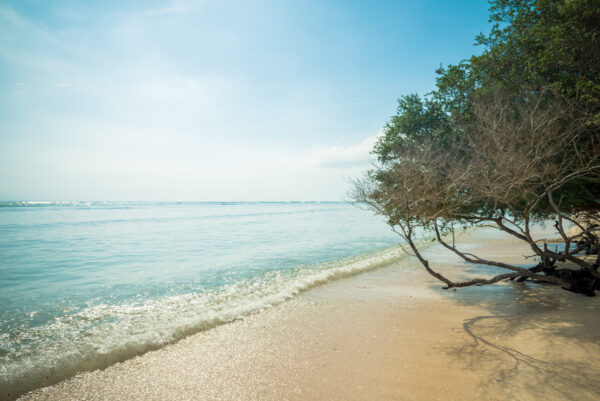 Papier peint Plage sous les arbres