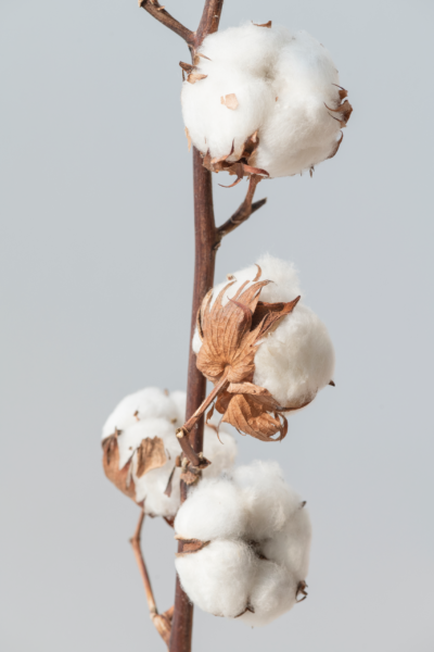 Papier peint Coton duveteux
