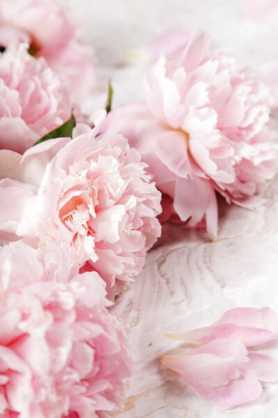 Papier peint Pivoines rose pastel