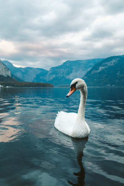 Papier peint Le cygne sur le lac