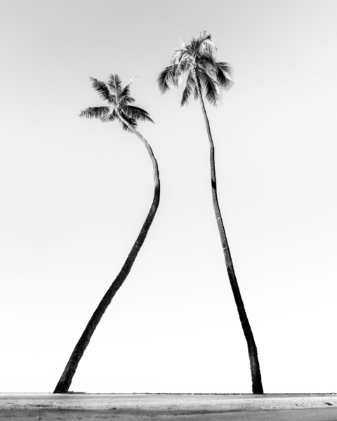 Papier peint Minimalisme tropical