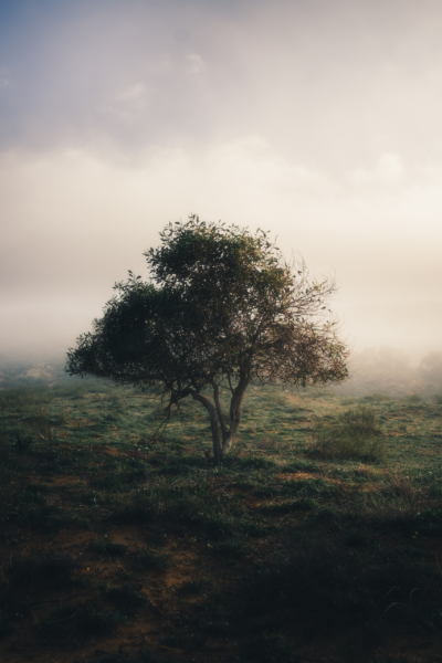 Papier peint Arbre solitaire dans les nuages