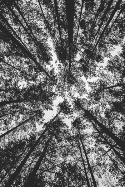 Papier peint Dans la cime des arbres