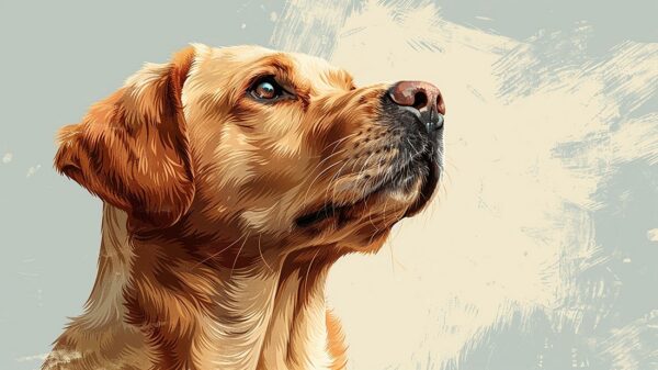 Papier peint Fier Labrador