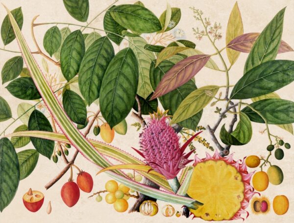 Papier peint Fruits du jardin exotique