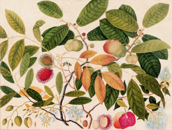 Papier peint Ramboutan et fruits exotiques