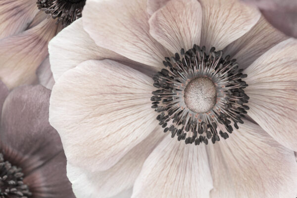 Papier peint L'intérieur d'une fleur La beauté de la nature