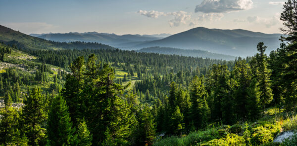 Papier peint Forêt d'épinettes de montagne