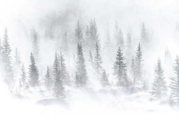 Papier peint Forêt brumeuse en hiver