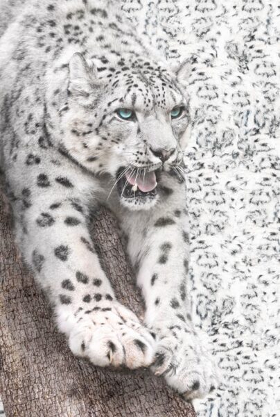 Papier peint Force animale