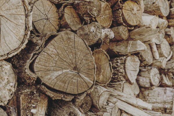 Papier peint Cercles forestiers
